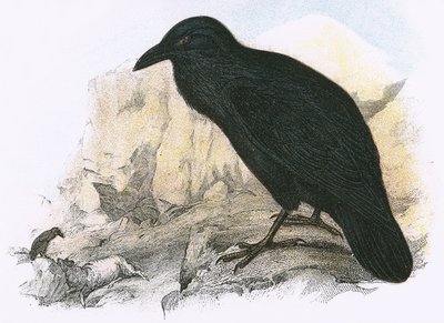 Raven by English School