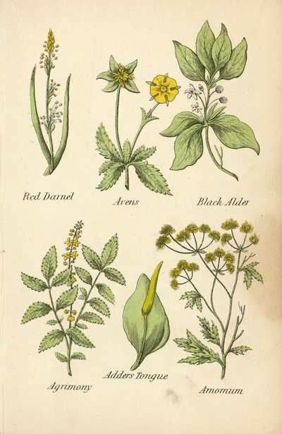 Red Darnel, Avens, Black Alder, Agrimony, Adder