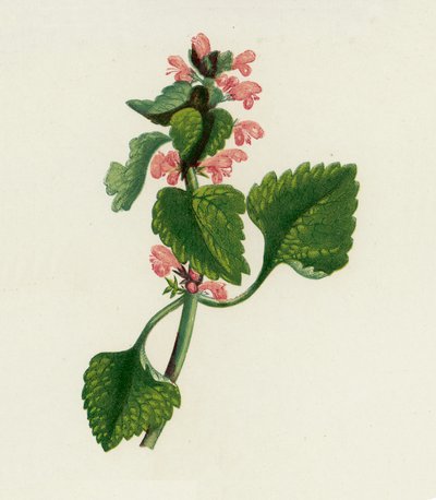 Red Dead Nettle, Lamium Purpureum by English School