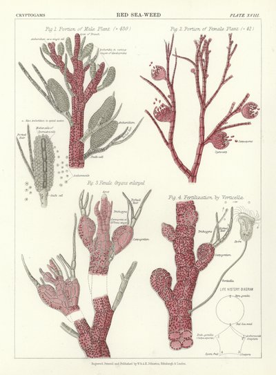 Red Sea-Weed by English School