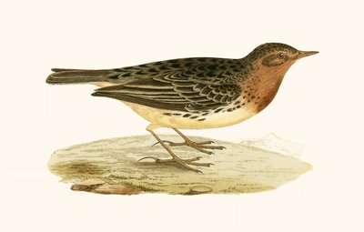 Red Throated Pipit, illustration from 
