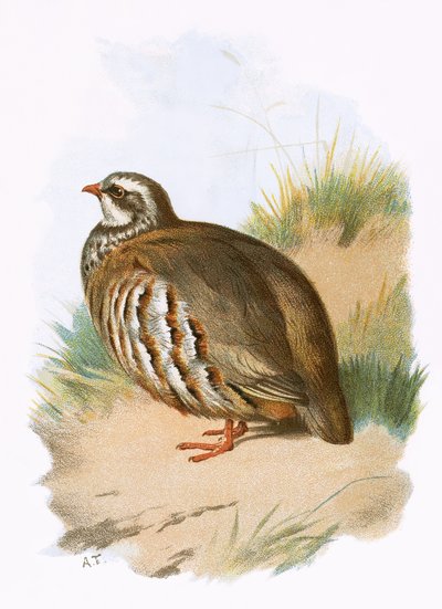 Red-legged Partridge by English School