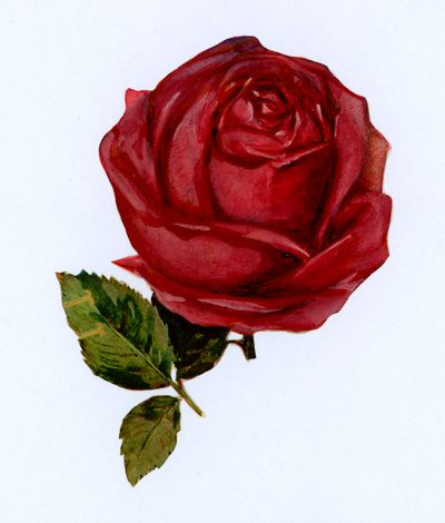 Red Rose by English School