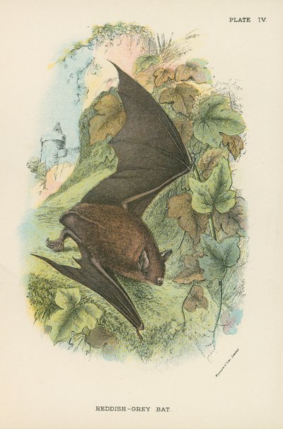 Reddish-Grey Bat by English School