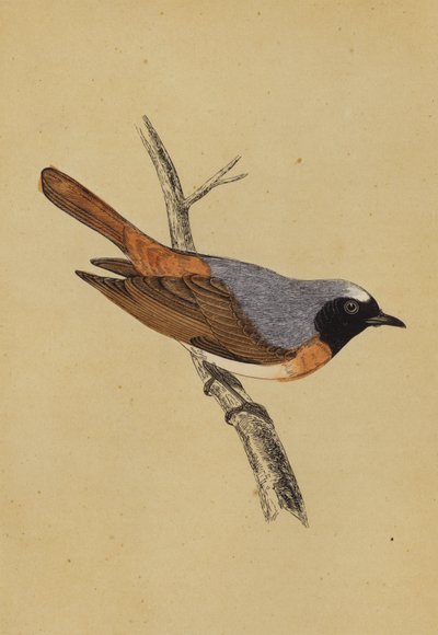 Redstart by English School