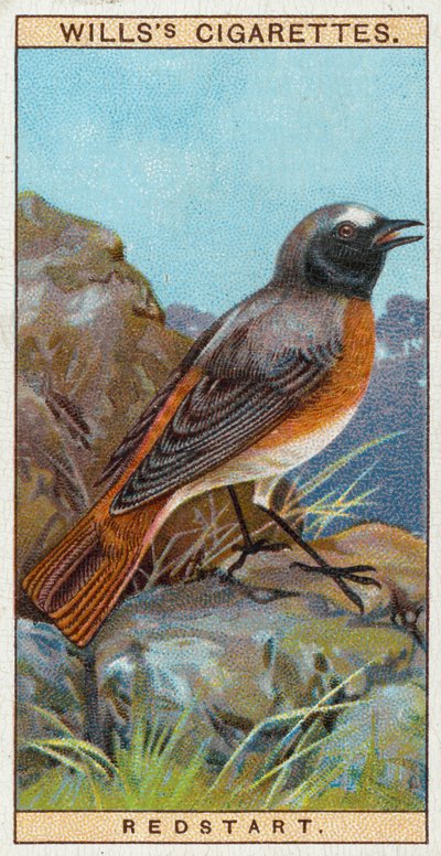Redstart by English School