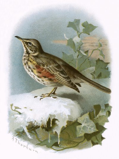 Redwing by English School