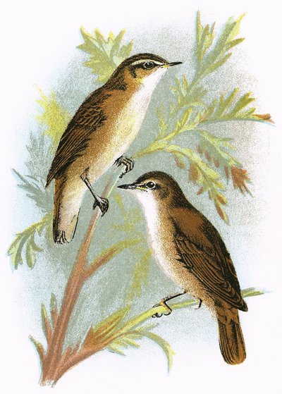 Reed Warbler and Sedge Warbler by English School