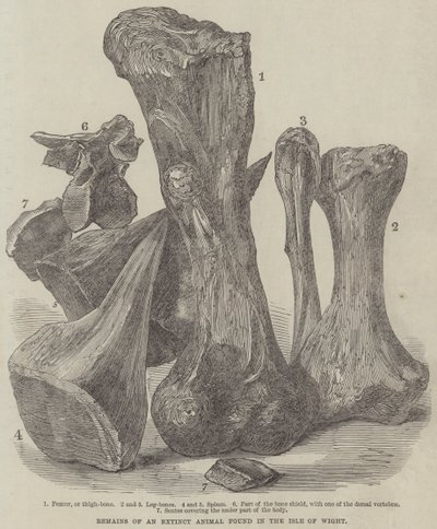 Remains of an Extinct Animal found in the Isle of Wight by English School