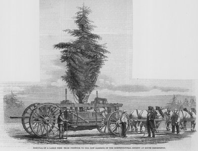 Removal of a Large Tree from Chiswick to the New Gardens of the Horticultural Society at South Kensington by English School