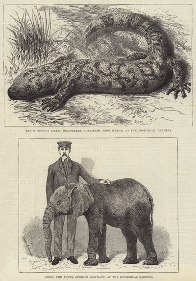 Residents of London Zoo by English School