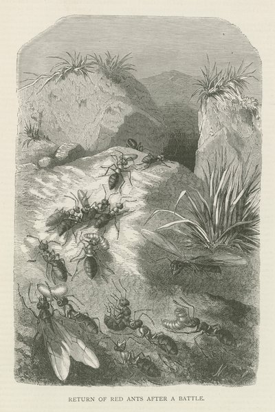 Return of red ants after a battle by English School