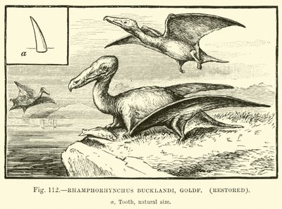 Rhamphorhynchus Bucklandi, Goldf, Restored by English School