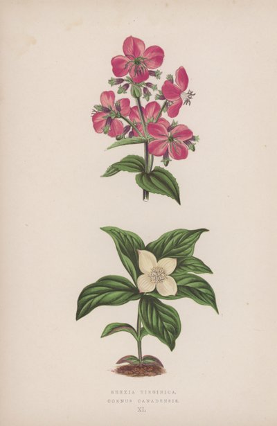 Rhexia Virginica; Cornus Canadensis by English School