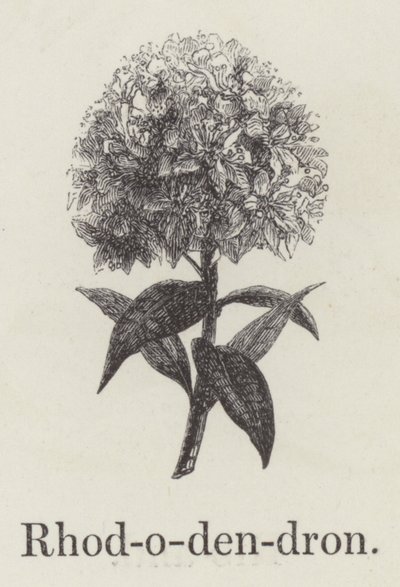 Rhododendron by English School