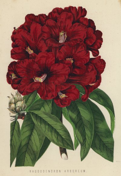 Rhododendron Arboreum by English School