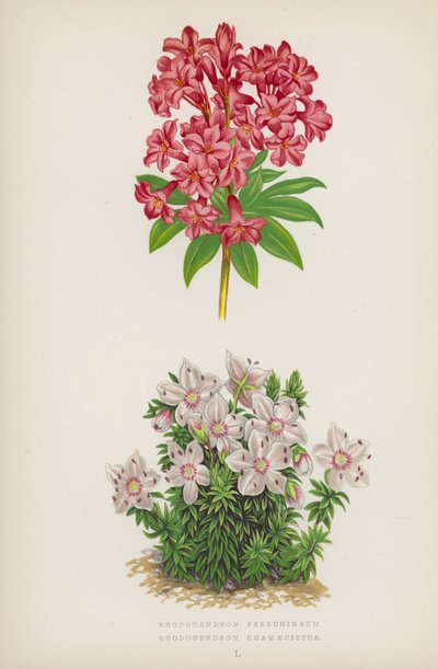 Rhododendron Ferrugineum; Rhododendron Chamaecistus by English School