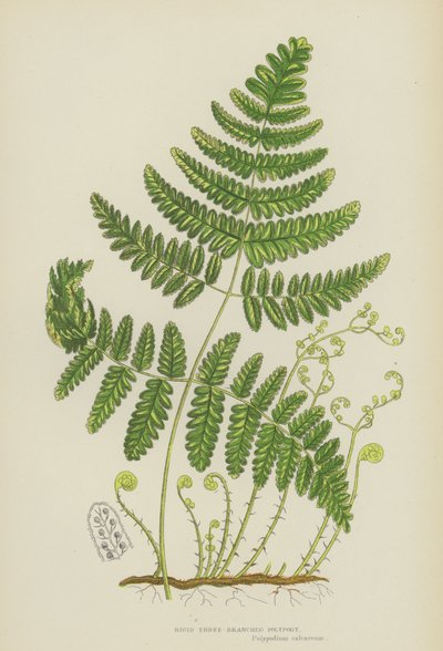 Rigid Three-Branched Polypody by English School