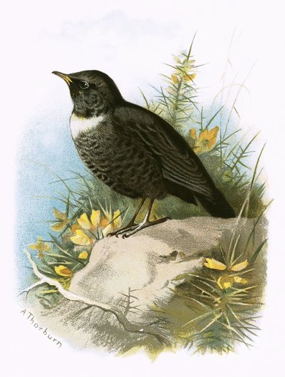 Ring Ouzel by English School