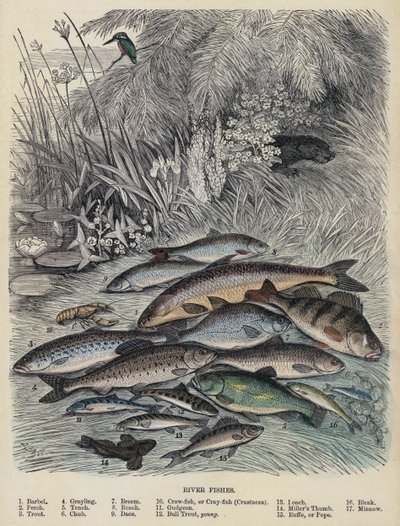River Fishes by English School