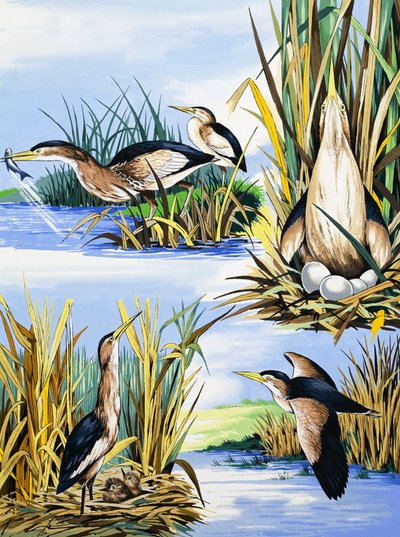 River Birds Montage by English School