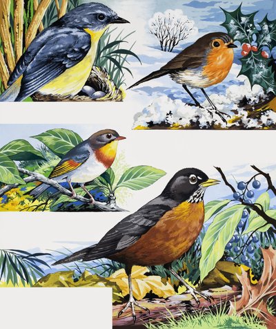 Robins by English School