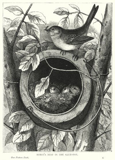 Robin