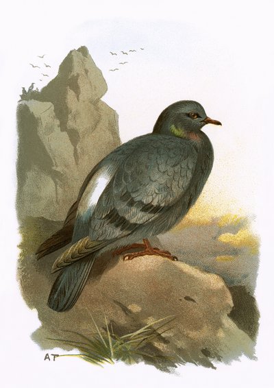 Rock Dove by English School
