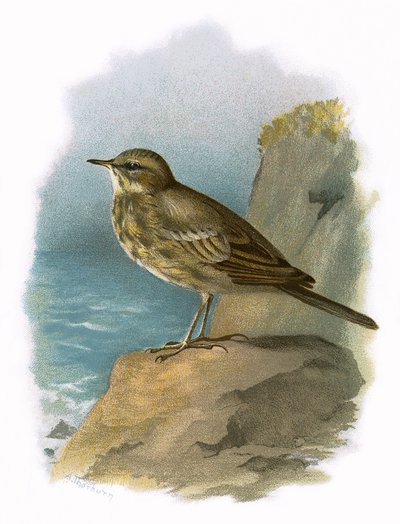 Rock Pipit by English School