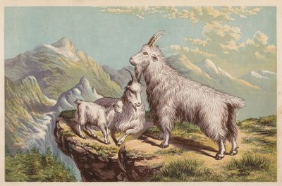 Rocky Mountain Goat, Aplocerus Montanus by English School