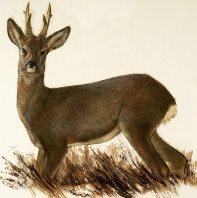 Roe Deer by English School
