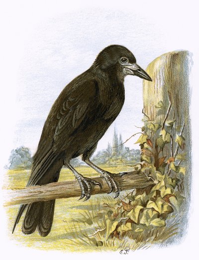 Rook by English School