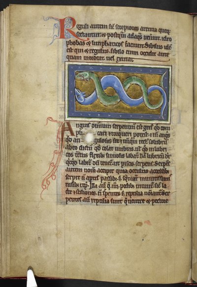 Anguis, from 