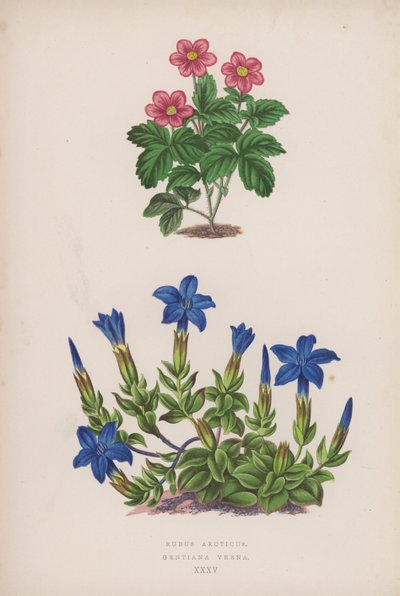 Rubus Arcticus; Gentiana Verna by English School