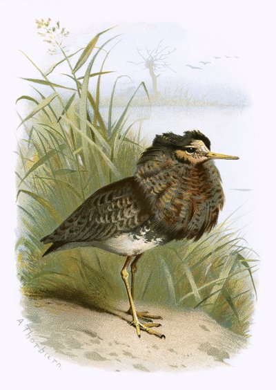 Ruff by English School