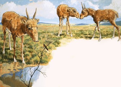 Saiga Antelope by English School