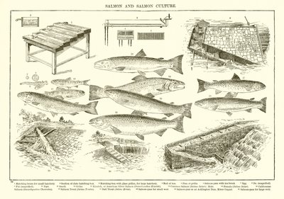 Salmon and Salmon Culture by English School