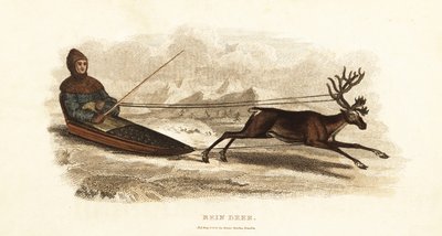 Sami Laplander in a sledge drawn by a reindeer by English School