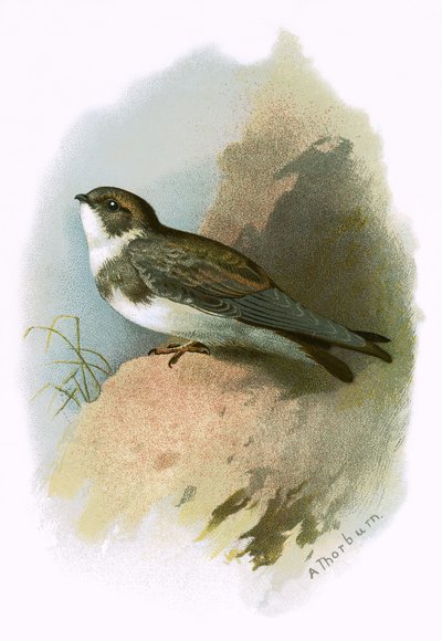 Sandmartin by English School