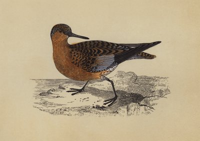 Sandpiper by English School
