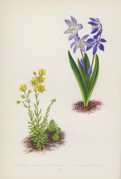 Saxifraga Aizoides Autumnalis; Scilla Sibirica by English School