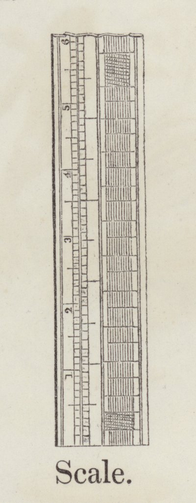 Scale by English School