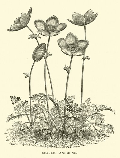 Scarlet Anemone by English School