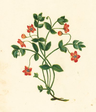 Scarlet Pimpernel, Anagallis Arvensis by English School
