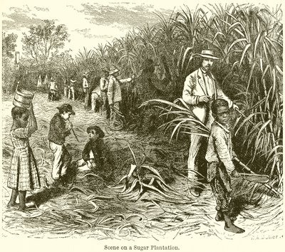 Scene on a Sugar Plantation by English School