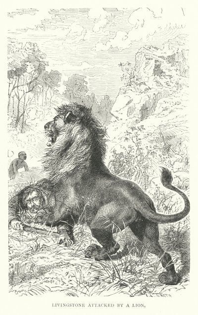 David Livingstone attacked by a lion in Africa by English School