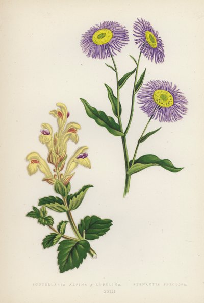 Scutellaria Alpina B Lupulina; Stenactis Speciosa by English School