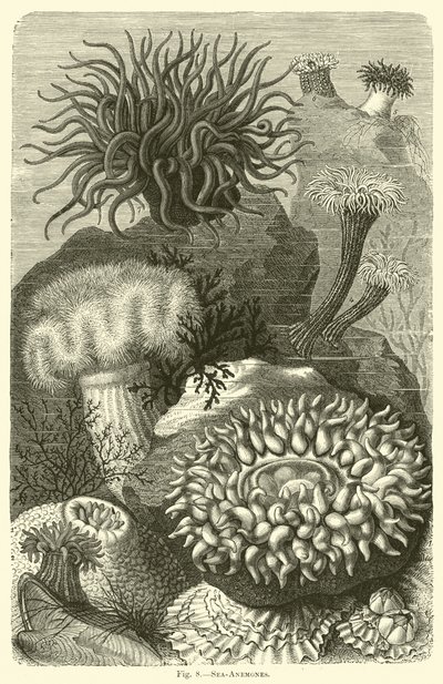 Sea-Anemones by English School
