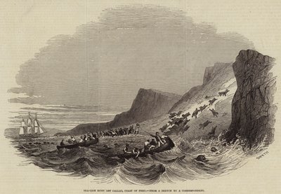 Sea-Lion Hunt off Callao, Coast of Peru (engraving) by English School