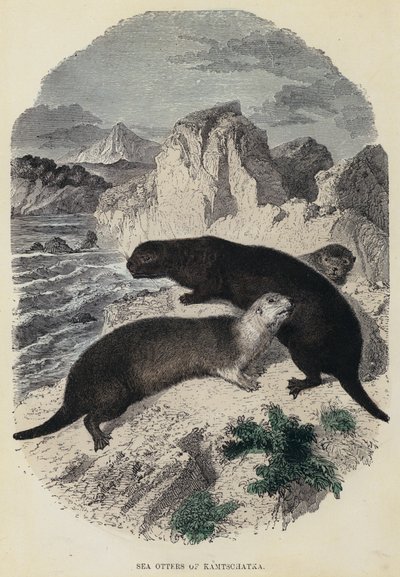 Sea Otters of Kamtschatka by English School